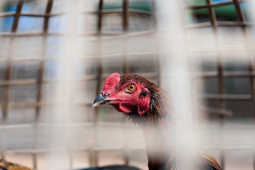 Rooster