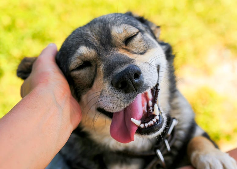 Dog, Pet, Scratch, Ear, Tongue, Cute, Smiling