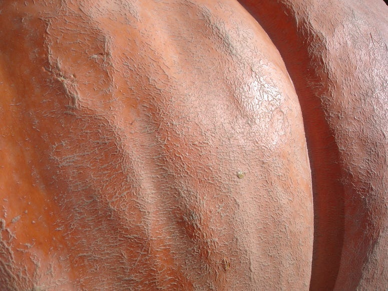 Pumpkin, Butt, Buttocks