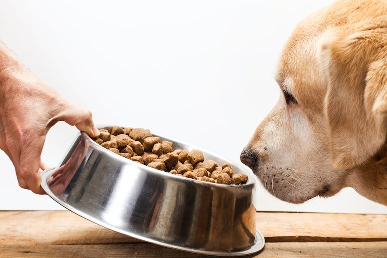 Dog Food, Bowl, Dog, Labrador retriever, Nose