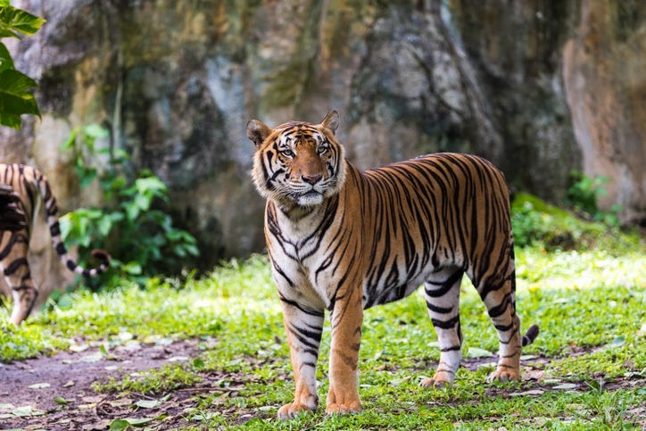 Tiger