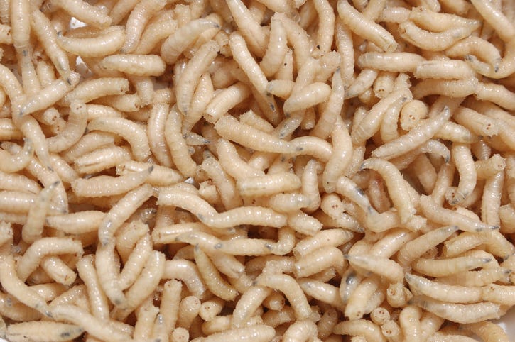 Pile of maggots