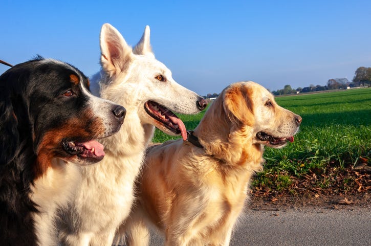 Dogs