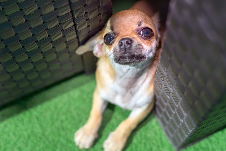 Friendly puppy chihuahua playing hide and seek.