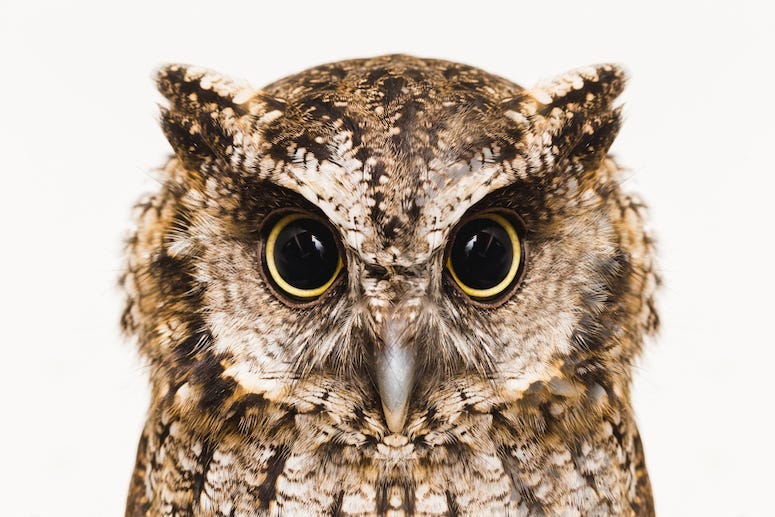 Owl, Eyes, High Resolution
