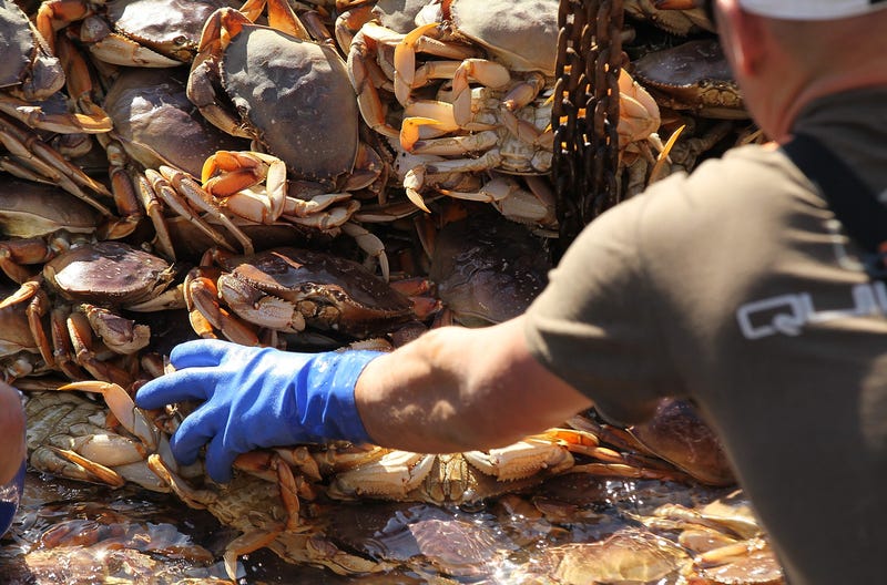 SAN FRANCISCO - NOVEMBER 17: Fisherman offload Dungeness Crab from their fishing vessel on November 17, 2010 in San Francisco, California.