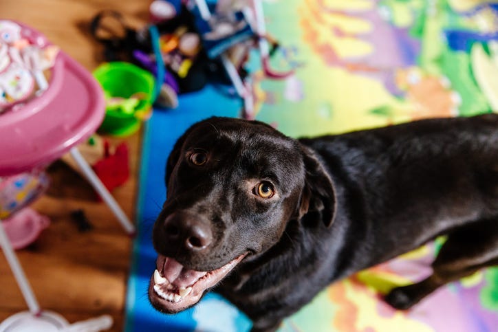 Dog surrounded by toys