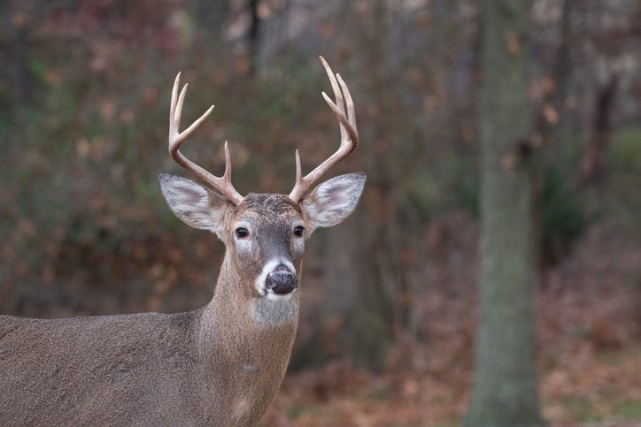 deer