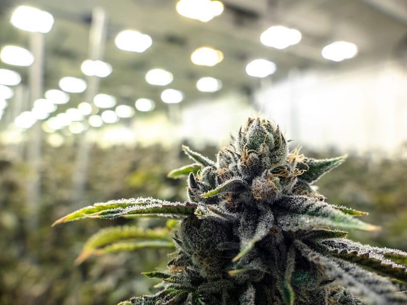 Cannabis