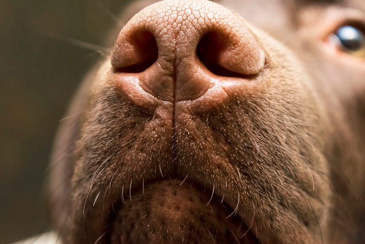 Dog Nose