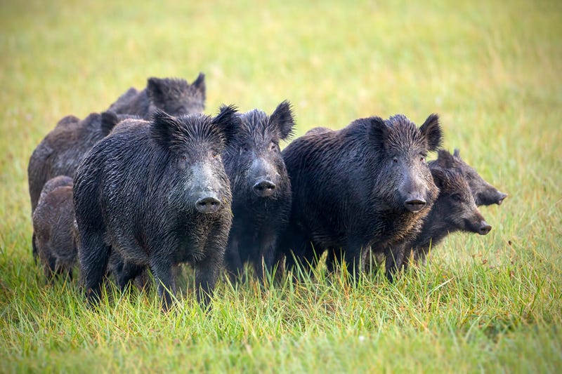 Wild pigs