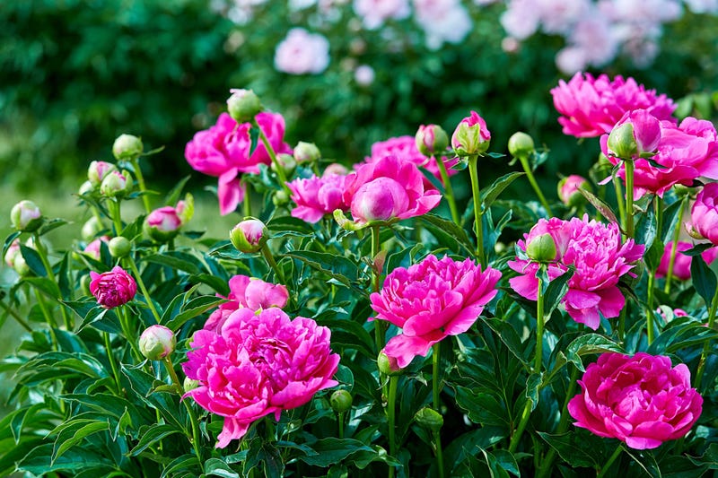 Peonies