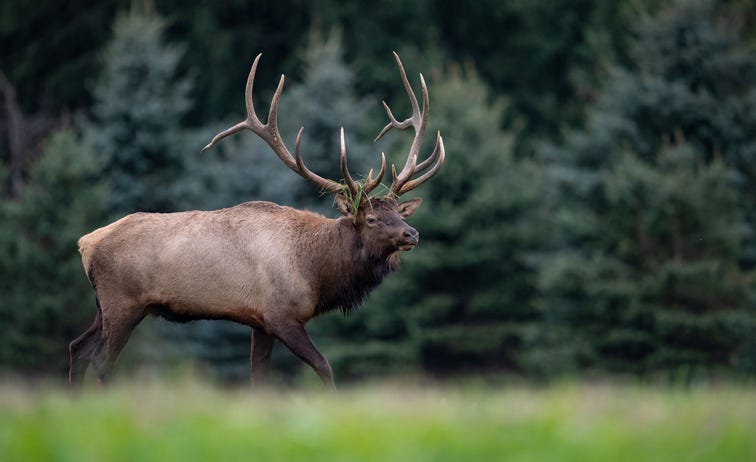 elk