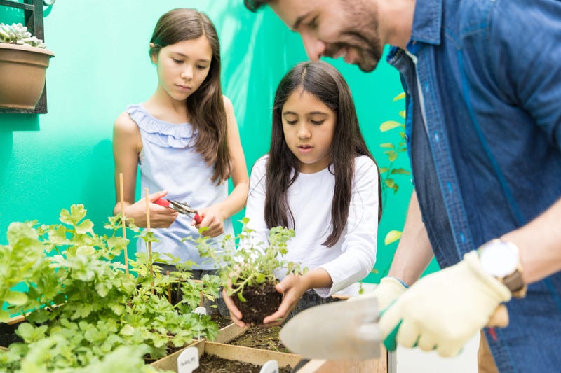 School garden