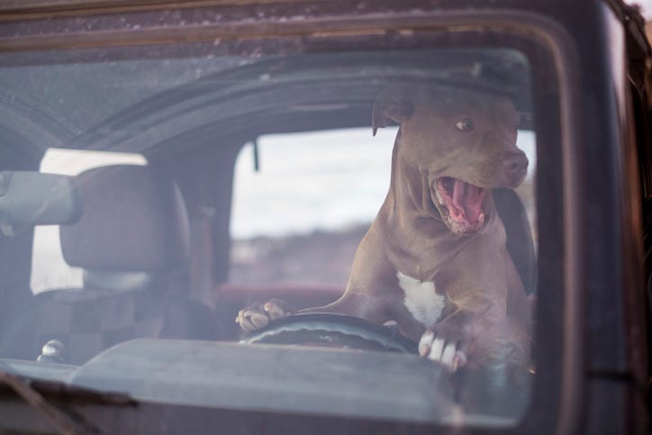 dog on car horn