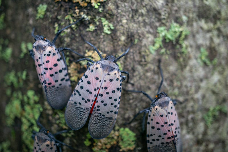 Spotted lanternfly