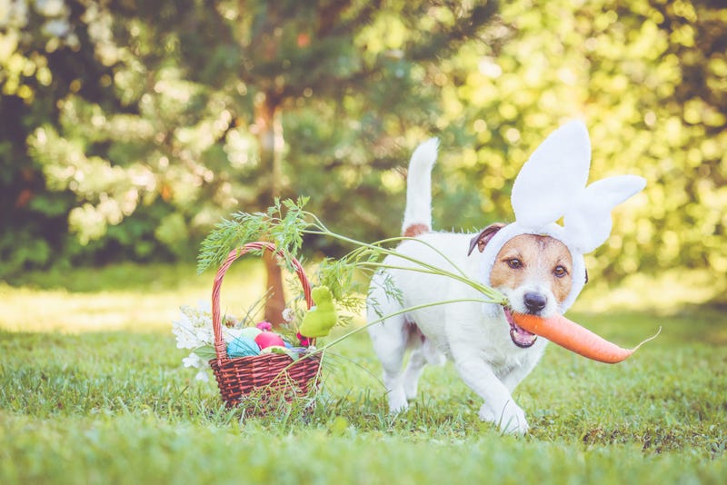 Dog with bunny ears
