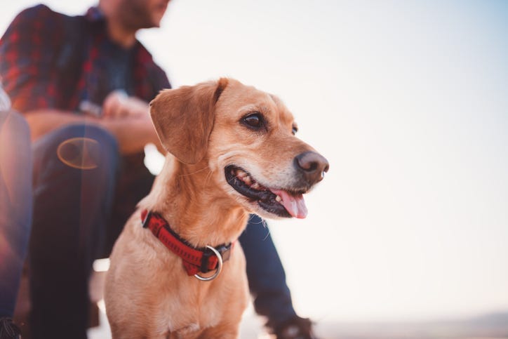 Dog with its owner.