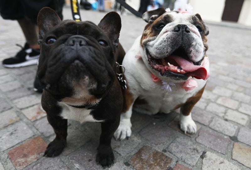dogs