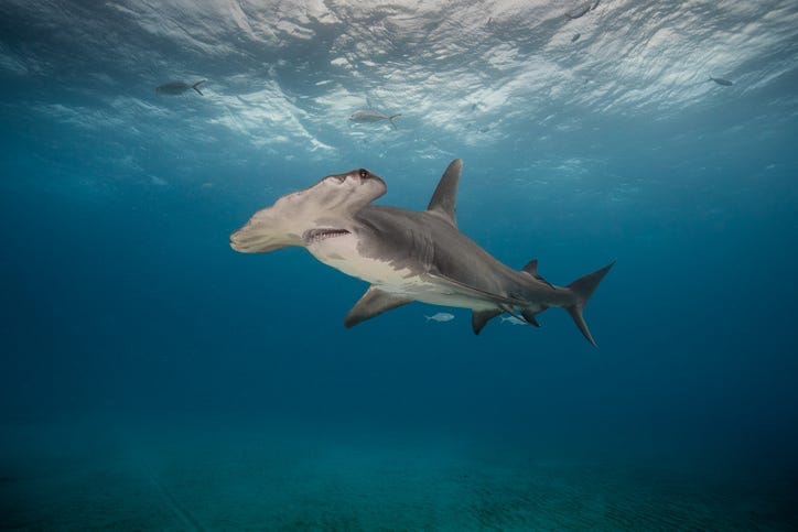 shark