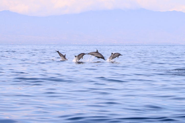A stampede of dolphins