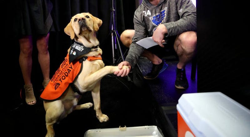 Barclay, blues, dog
