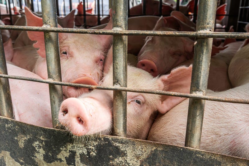 PIGS GETTY