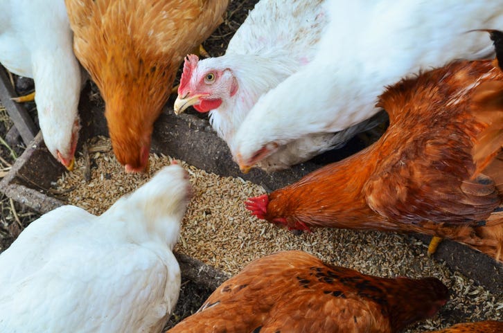 chickens