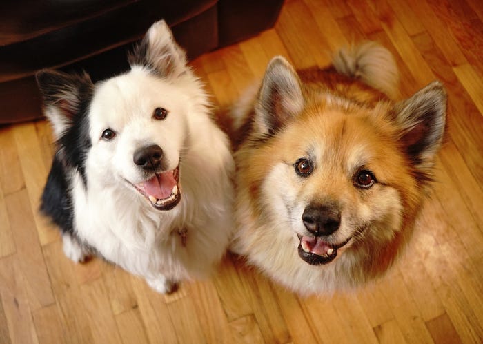 Dogs