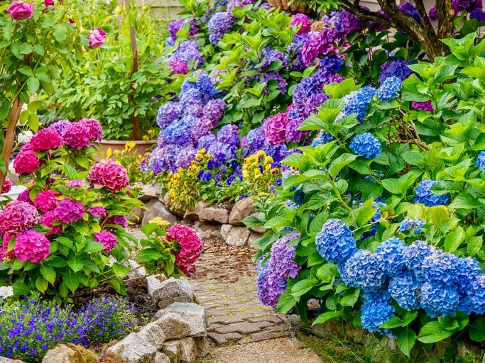 A garden