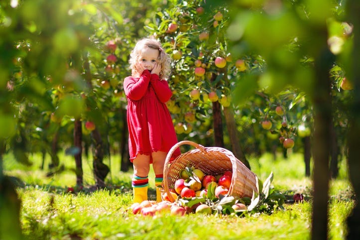At the apple orchard