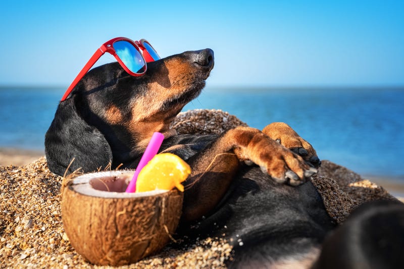 age and dogs, dogs, dog aging