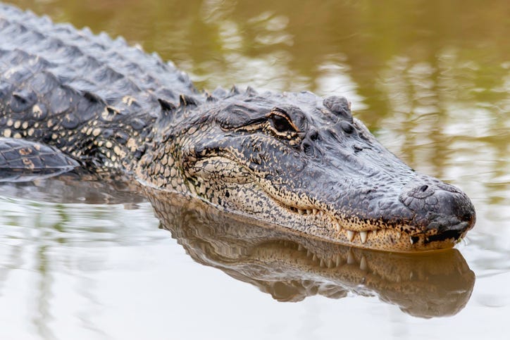 woman jumps into alligator pit