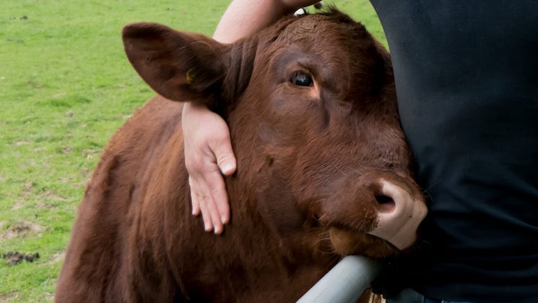 Cow, Hug, Arm, Field