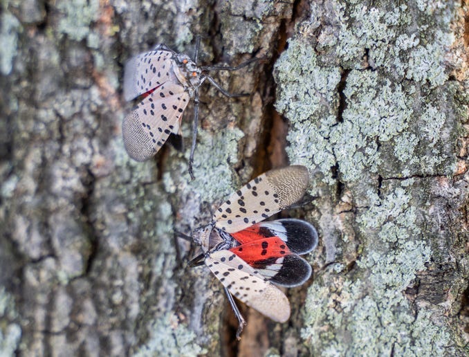 Spotted lanternflies