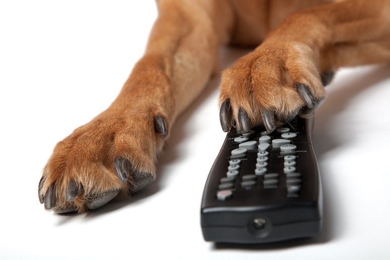 Dog, Paw, Remote, TV, Remote Control