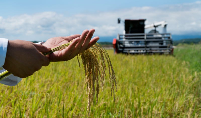Second biggest yield on record predicted.