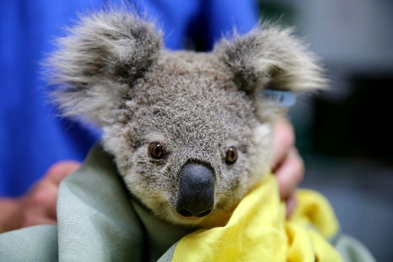A koala named Pete from Pappinbarra at The Port Macquarie Koala Hospital on November 29, 2019 in Port Macquarie, Australia.