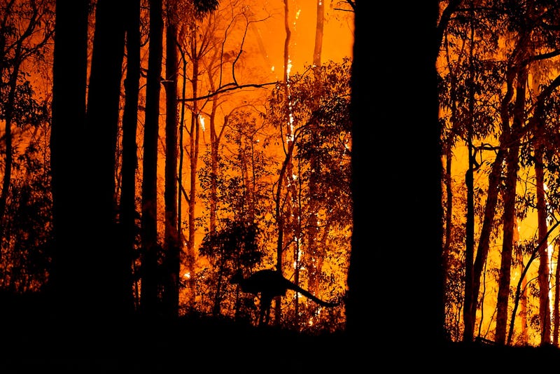 A kangaroo escapes the wildfire in Australia.