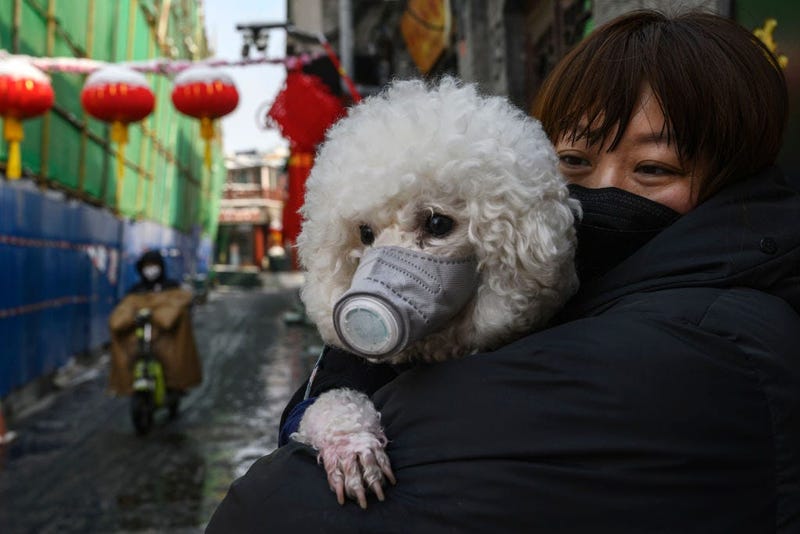 Dog with face maske