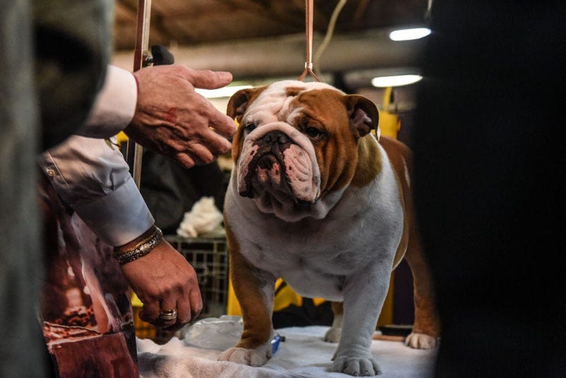 144th annual Westminster Kennel Club Dog Show