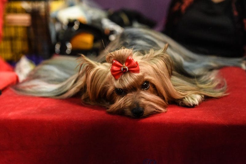 144th annual Westminster Kennel Club Dog Show