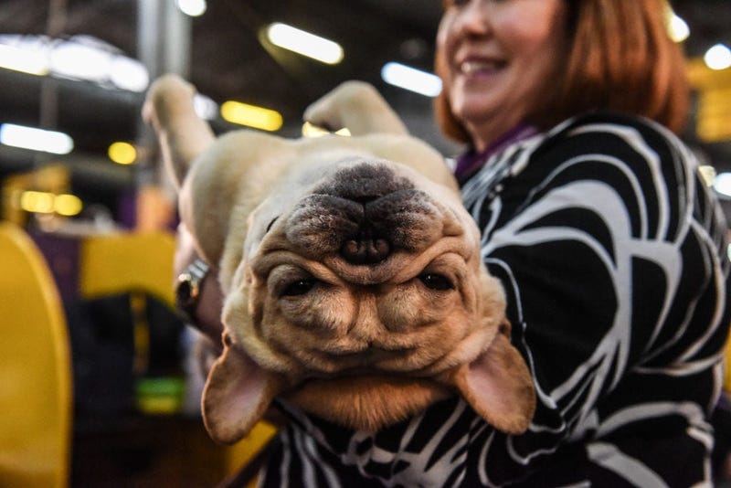 144th annual Westminster Kennel Club Dog Show
