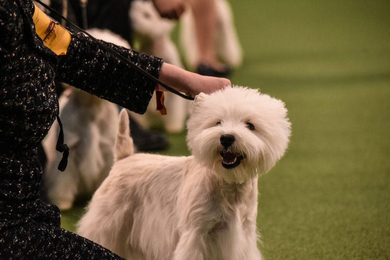 144th annual Westminster Kennel Club Dog Show