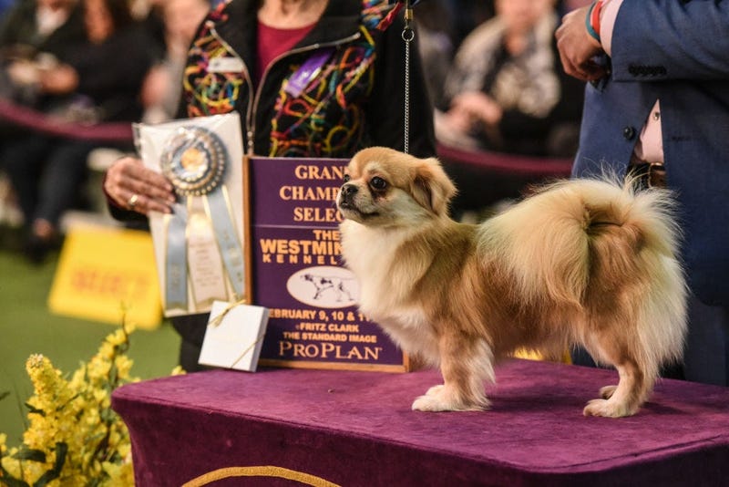 144th annual Westminster Kennel Club Dog Show