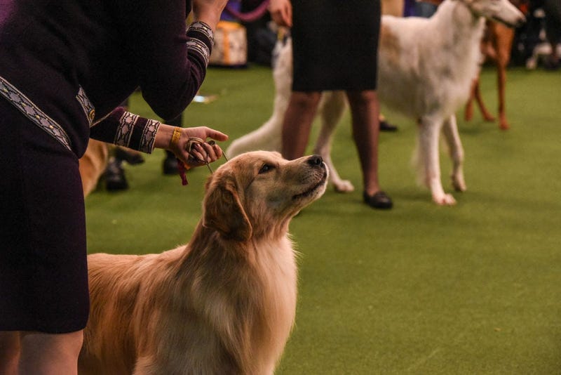 144th annual Westminster Kennel Club Dog Show