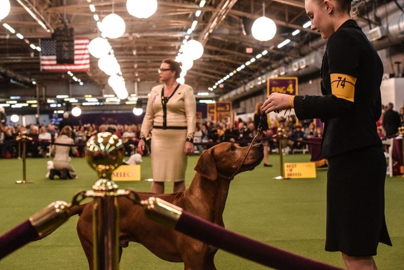 144th annual Westminster Kennel Club Dog Show