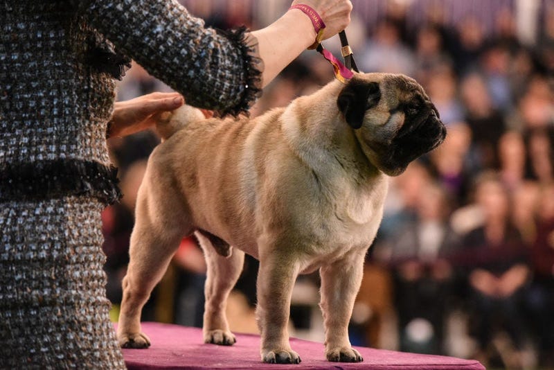 144th annual Westminster Kennel Club Dog Show