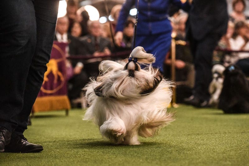 144th annual Westminster Kennel Club Dog Show