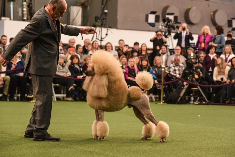 144th annual Westminster Kennel Club Dog Show